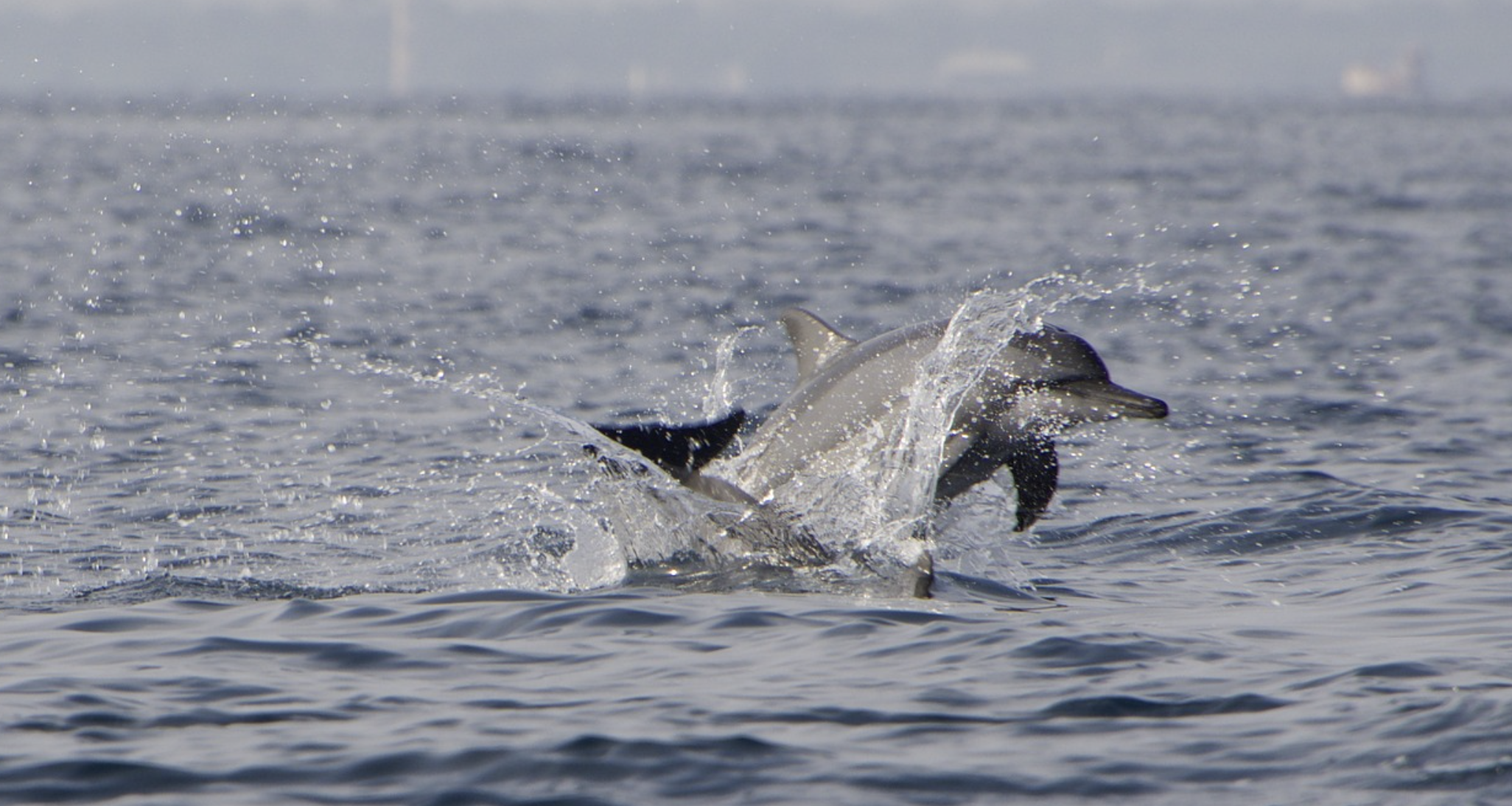 Delfines nadando junto al barco en la bahía de Marbella